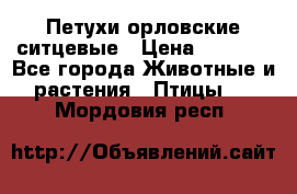 Петухи орловские ситцевые › Цена ­ 1 000 - Все города Животные и растения » Птицы   . Мордовия респ.